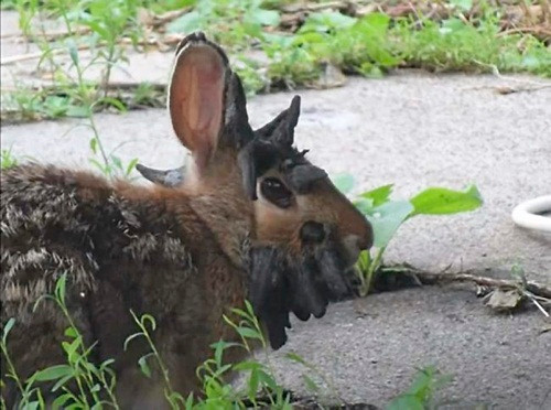 Chú thỏ lần đầu tiên được phát hiện trong sân sau của gia đình Boettcher ở Mankato, Minnesota, Mỹ. Gunnar Boettcher sau nhiều lần rình rập đã chụp được những hình ảnh hiếm lạ về chú thỏ mọc sừng này và đặt tên con thỏ là Frankenstein. (Twincitties)