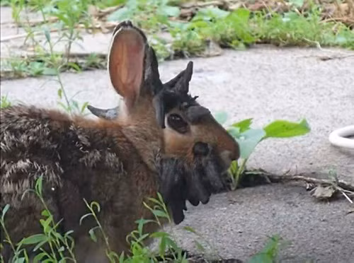 Chú thỏ lần đầu tiên được phát hiện trong sân sau của gia đình Boettcher ở Mankato, Minnesota, Mỹ. Gunnar Boettcher sau nhiều lần rình rập đã chụp được những hình ảnh hiếm lạ về chú thỏ mọc sừng này và đặt tên con thỏ là Frankenstein. (Twincitties)