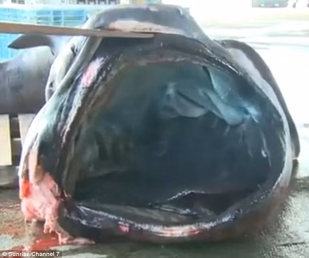 Oonamazu có đặc điểm của loài cá mập Megamouth Shark hay còn gọi là “cá mập miệng to". Theo trang Dailymail đăng tải, con cá mập khổng lồ bị bắt thuộc loài cá mập miệng to cực hiếm có tên tiếng Anh là Megamouth shark. Kể từ khi bị bắt gặp lần đầu tiên vào năm 1976, tới nay loài cá này mới chỉ xuất hiện trước mắt con người vỏn vẹn 60 lần. (Theo Sina)