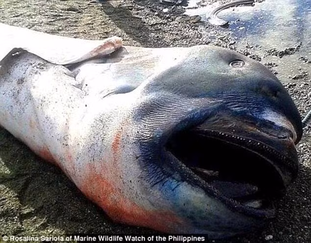 Một con cá mập miệng rộng dài tới 4,57m dạt vào bãi biển Marigondon, Pio Duran, tỉnh Albay, Philippines. (Theo Sina)