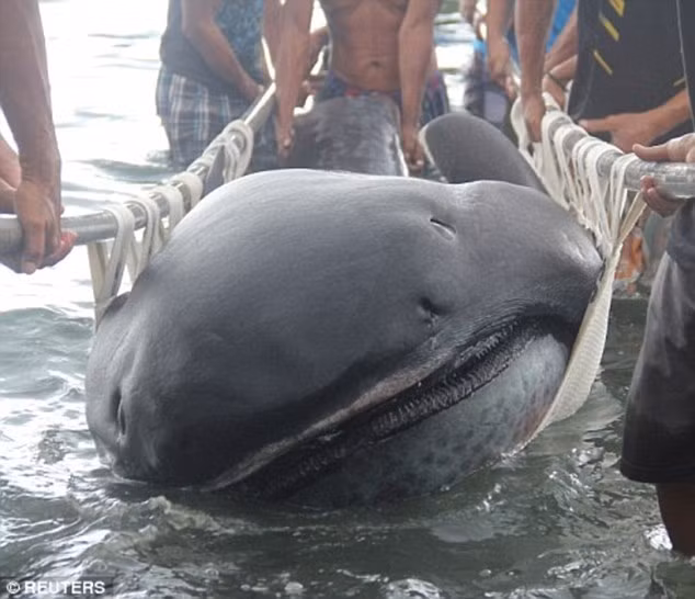 Mặc dù có chiếc miệng há rộng rất ghê rợn nhưng chúng lại hay ăn phù du. Khi kiếm ăn, cá mập miệng do há rộng miệng khi bơi để phù du và các thực phẩm khác chui vào miệng của mình. (Theo Sina)