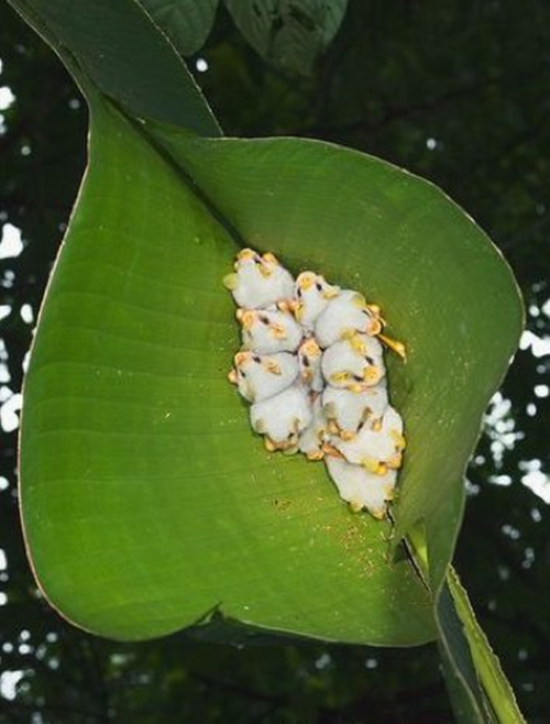 Đàn dơi trắng núp mình trong tàu lá chuối to rộng trông hệt như những chú lợn tý hon siêu đáng yêu. (Theo Dodo)