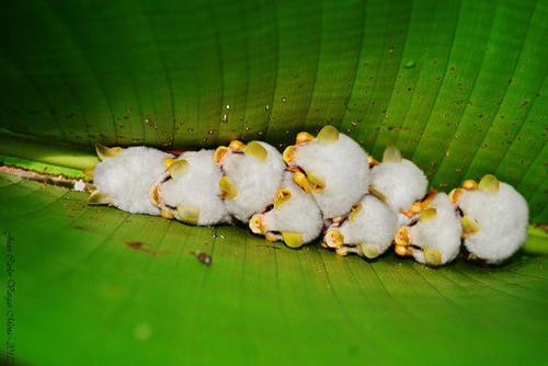 Sinh sống trong các khu rừng mưa ở miền bắc Nicaragua, phía đông Costa Rica, Tây Panama và đông Honduras, những con dơi trắng đáng yêu chủ yếu sống kí sinh trên các thân cây và tán cây lớn, đặc biệt là các cây chuối.(Theo Dodo)