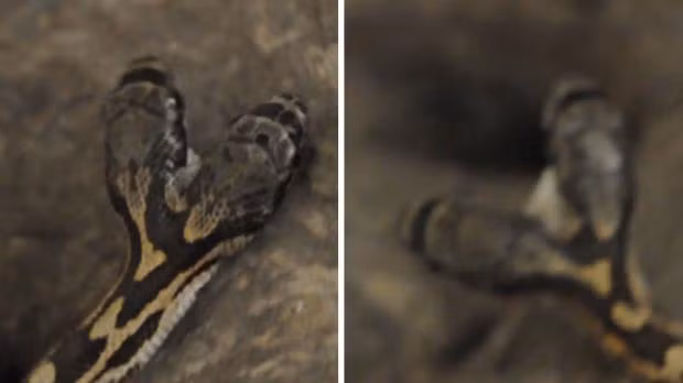 Thường xuyên cự cãi, tấn công nhau nhưng cuối cùng hai cái đầu phải thỏa hiệp để di chuyển.