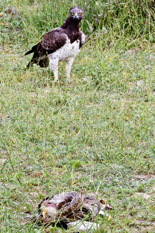 Đại bàng Martial là loài đại bàng hùng dũng lớn nhất châu Phi, lớn thứ năm trên thế giới, là một trong những loài chim ăn thịt mạnh nhất thế giới và trong số những loài chim ăn thịt châu Phi, chỉ có đại bàng rừng châu Phi có thể so sánh được. Khi thấy một con trăn đang quấn chặt một con ngỗng, đại bàng Martial đã có ý muốn cướp mồi. (Theo Africageographic)