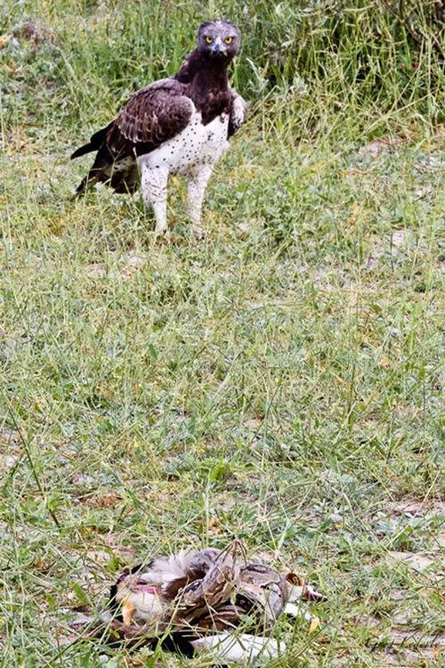 Đại bàng Martial là loài đại bàng hùng dũng lớn nhất châu Phi, lớn thứ năm trên thế giới, là một trong những loài chim ăn thịt mạnh nhất thế giới và trong số những loài chim ăn thịt châu Phi, chỉ có đại bàng rừng châu Phi có thể so sánh được. Khi thấy một con trăn đang quấn chặt một con ngỗng, đại bàng Martial đã có ý muốn cướp mồi. (Theo Africageographic)