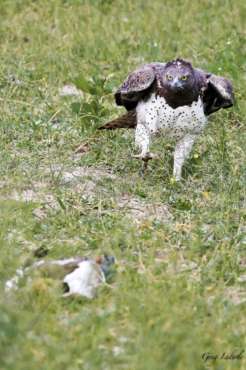 Sau khi thấy con trăn đã siết con ngỗng đến mềm oặt, đại bàng Martial đầy hung hiểm đánh động cho con trăn. Thấy sự xuất hiện của đại bàng, con trăn nuối tiếc bỏ lại con mồi mình vừa bắt được và nhanh chóng lủi đi. (Theo Africageographic)