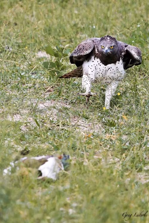 Sau khi thấy con trăn đã siết con ngỗng đến mềm oặt, đại bàng Martial đầy hung hiểm đánh động cho con trăn. Thấy sự xuất hiện của đại bàng, con trăn nuối tiếc bỏ lại con mồi mình vừa bắt được và nhanh chóng lủi đi. (Theo Africageographic)