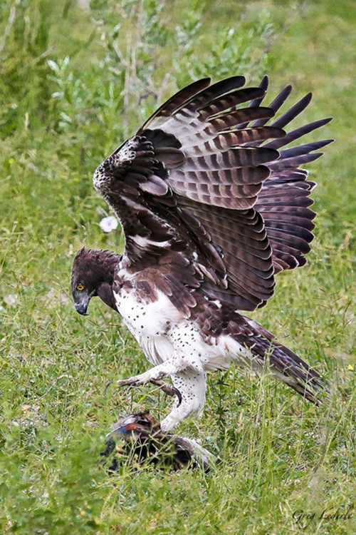 Mặc dù vậy vì con ngỗng khá nặng nên đại bàng Martial không thể cắp con mồi mình vừa cắp được bay lên một cách thoải mái. (Theo Africageographic)