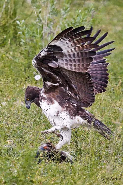 Mặc dù vậy vì con ngỗng khá nặng nên đại bàng Martial không thể cắp con mồi mình vừa cắp được bay lên một cách thoải mái. (Theo Africageographic)