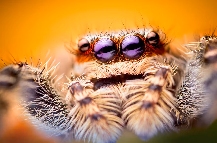 Nhiếp ảnh gia người Hungary nghĩ rằng đôi khi chúng ta quên mất là thế giới không chỉ quay xung quanh loài người, nó bao gồm tất cả các sinh vật sống trên hành tinh này và cuộc sống không hề đo đếm kích thước.