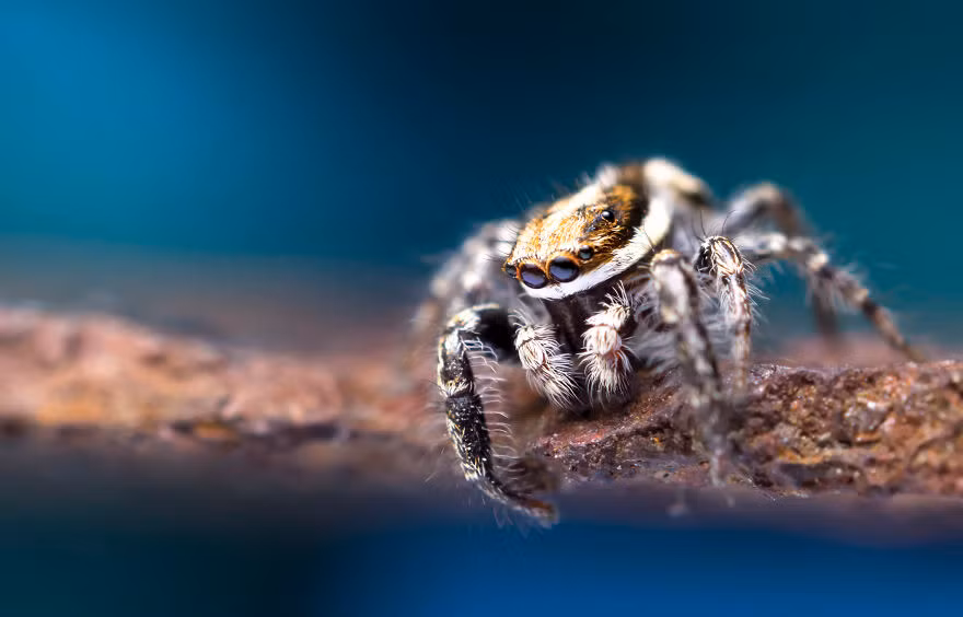 Có những loài côn trùng chỉ nhỏ khoảng 1cm nhưng chúng vẫn có đời sống riêng biệt, là một mắt xích quan trọng trong hệ sinh thái, chuỗi thức ăn.