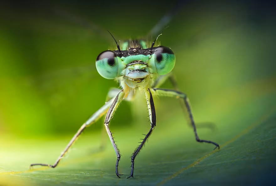 Chân dung một con chuồn chuồn vừa hạ cánh sau một chuyến bay dài ngày.