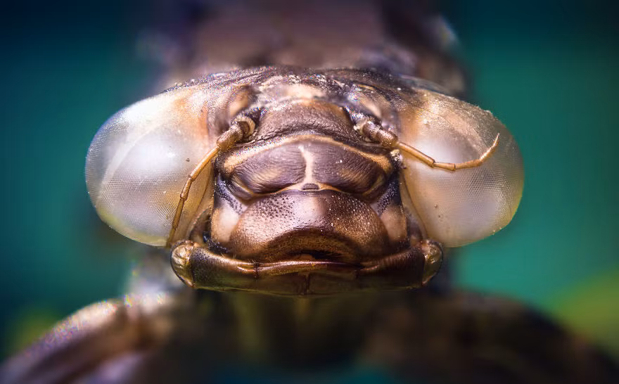 Những người mẫu côn trùng yêu thích của István Csíkos là nhện nhảy, chuồn chuồn ngô, ruồi trâu và họ ruồi ăn sâu.