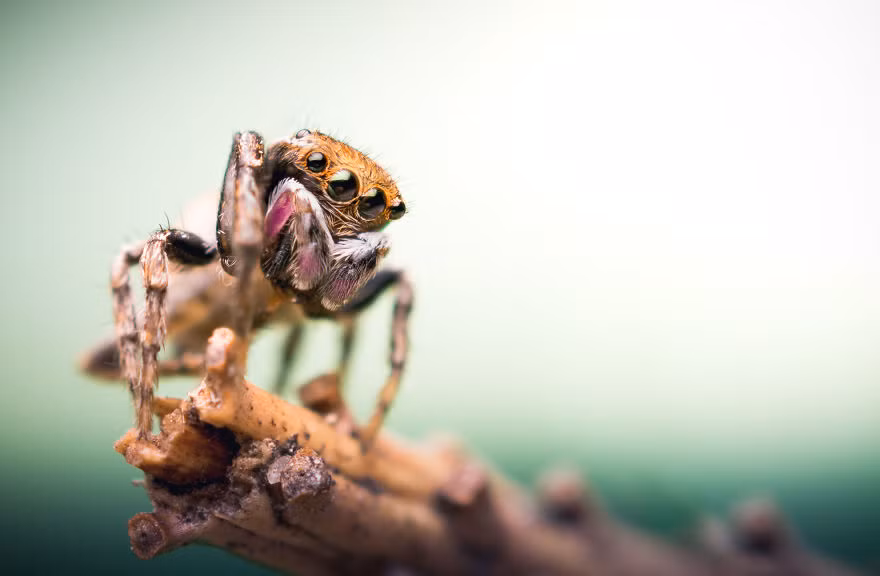 Chân dung một con nhện Aelurillus v-insignitus đạo mạo.