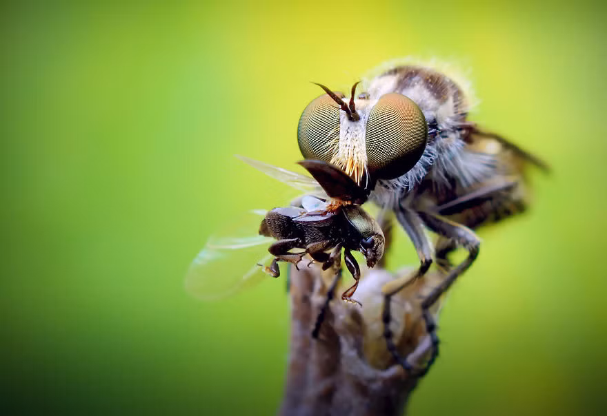 Nhiếp ảnh gia István Csíkos ở Hungary đã khiến mọi người phải nhìn nhận khác về những con côn trùng đáng sợ, chúng có thể nhỏ bé nhưng không hề tầm thường.