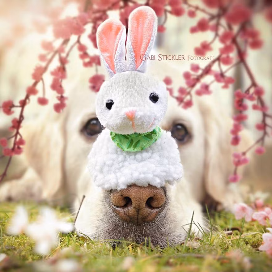 Mali và chú thỏ cầu nắng đáng yêu đang dạo chơi trong vườn xuân. (Theo Boredpanda)