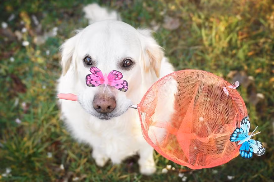 Không chỉ thế, đối với Gabi, Mali còn là gia đình của nữ nhiếp ảnh gia, là ánh nắng xua tan âm u trong những ngày mưa, là chú chó có đôi mắt nâu đẹp nhất thế giới. (Theo Boredpanda)