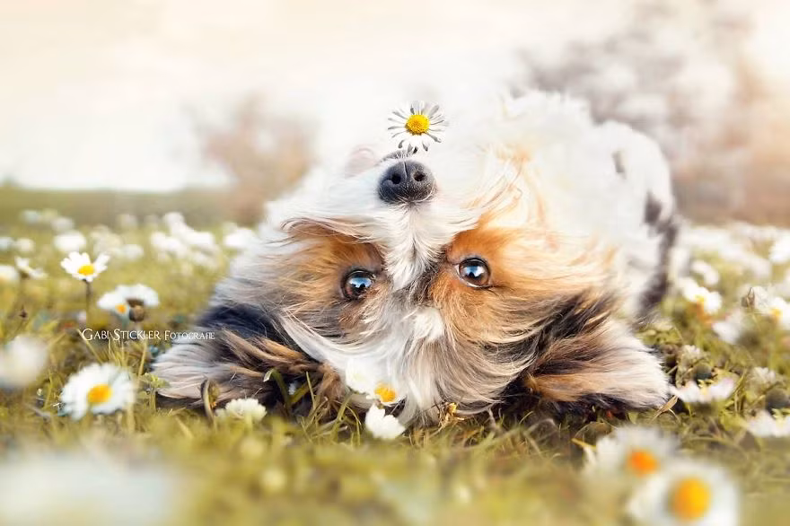 Mali thực sự là một tấm gương sáng cho bạn bè và cả chủ nhân của mình với lối sống lạc quan, luôn tận hưởng từng khoảnh khắc của cuộc sống. (Theo Boredpanda)