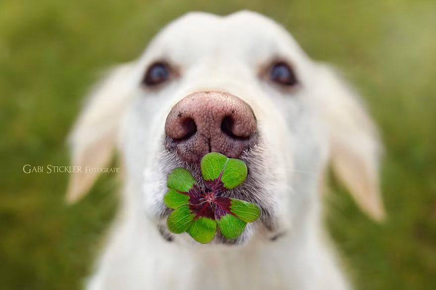 Đối với Gabi Stickler, nữ nhiếp ảnh gia 36 tuổi, Mali không chỉ là một thú cưng thông thường mà còn là một phần không thể thiếu trong cuộc sống của cô. (Theo Boredpanda)