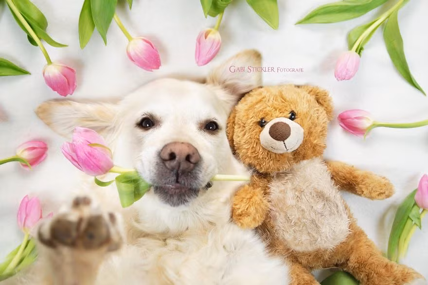 Người mẫu động vật chính trong những bức ảnh của Gabi Stickler là Mali, một chú chó giống Golden Retriever vô cùng đáng yêu, trung thành và đầy tình cảm. (Theo Boredpanda)