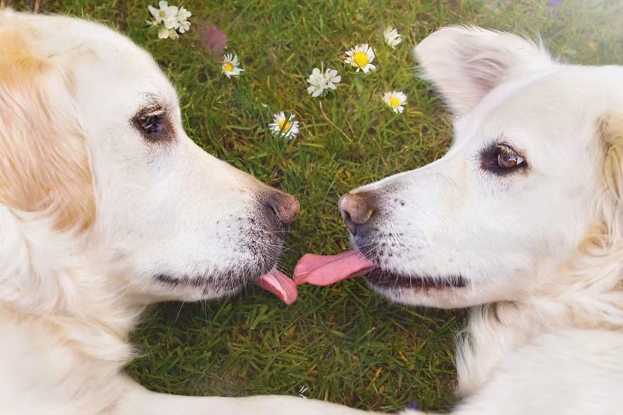 Hình ảnh những chú chó hạnh phúc, tận hưởng mùa xuân một cách thong thả, êm đềm khiến người xem không khỏi ghen tị, thèm muốn. (Theo Boredpanda)