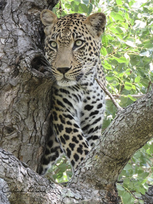 Rất nhiều người bị ấn tượng sâu sắc về những loài động vật ăn thịt nổi tiếng ở châu Phi là những kẻ khát máu, tàn nhẫn và hung dữ. Tuy nhiên, Andrew Khosa đã chứng minh, ngoài việc bắt buộc phải cạnh tranh sinh tồn khốc liệt, những mãnh thú này rất đáng yêu. Nguồn: Africa Geographic