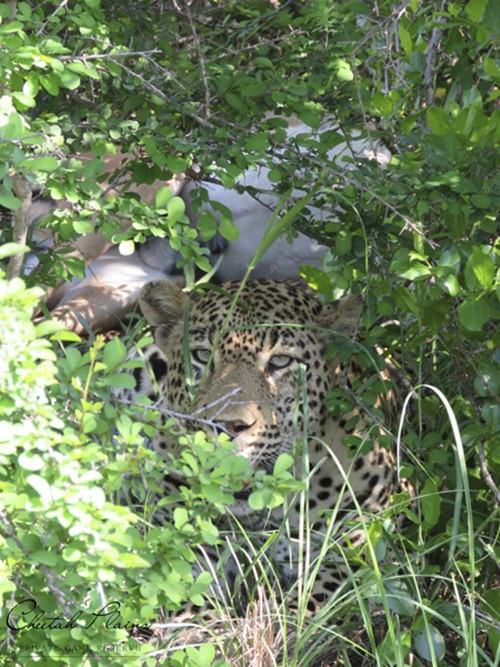 Báo đốm lặng lẽ quan sát hết thảy để bảo vệ con linh dương mà mình mới săn được và giấu vào trong bụi cây. Nguồn: Africa Geographic