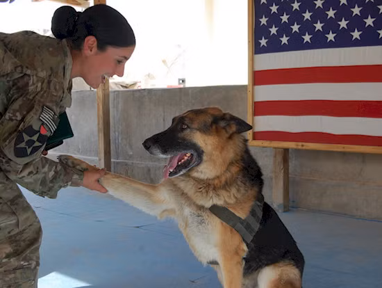 Giống như con người, những con chó nghiệp vụ được sử dụng trong chiến tranh cũng có thể bị mắc chứng bệnh rối loạn căng thẳng khi gặp phải những chấn thương.