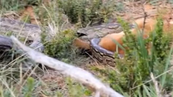 Đứng nhìn linh dương con bị trăn đá khổng lồ cắn đi, linh dương mẹ đau lòng đến ngẩn ngơ nhưng đành bất lực. Nguồn: Africa Geographic