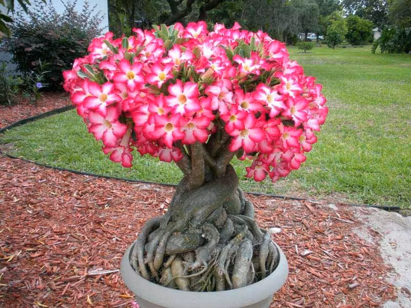 9. Sứ sa mạc, tên khoa học là Adenium Obesum, có nguồn gốc ở châu Phi, từ nhiều thế kỷ nay đã được các bộ lạc địa phương sử dụng để đầu độc. Chất độc có trong loài hoa sứ sa mạc có thể giết chết một người đàn ông trưởng thành hoặc một con vật lớn như một con voi dễ dàng. Nguồn: Lolwot