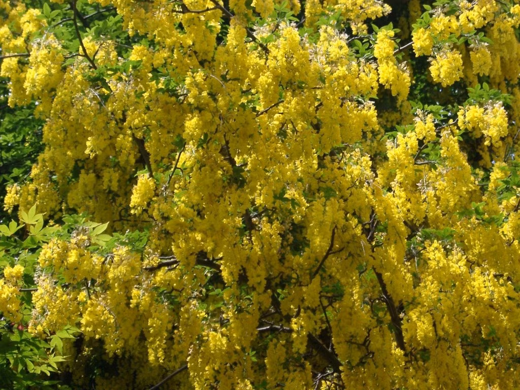 6. Cây kim tước Laburnum, ra hoa màu vàng từng chùm cực đẹp, tuy nhiên đây cũng là một loài hoa độc, có chứa cytisine, ở liều lượng thấp có tác dụng tích cực, có thể giúp ích trong quá trình cai nghiện thuốc lá. Tuy nhiên, với liều lượng lớn chất này có thể gây chết người. Trẻ em nuốt phải những bông hoa hoặc vỏ hạt giống sẽ xuất hiện tình trạng nôn ra bọt và co giật, nếu không cứu chữa kịp thời sẽ mất mạng. Nguồn: Lolwot