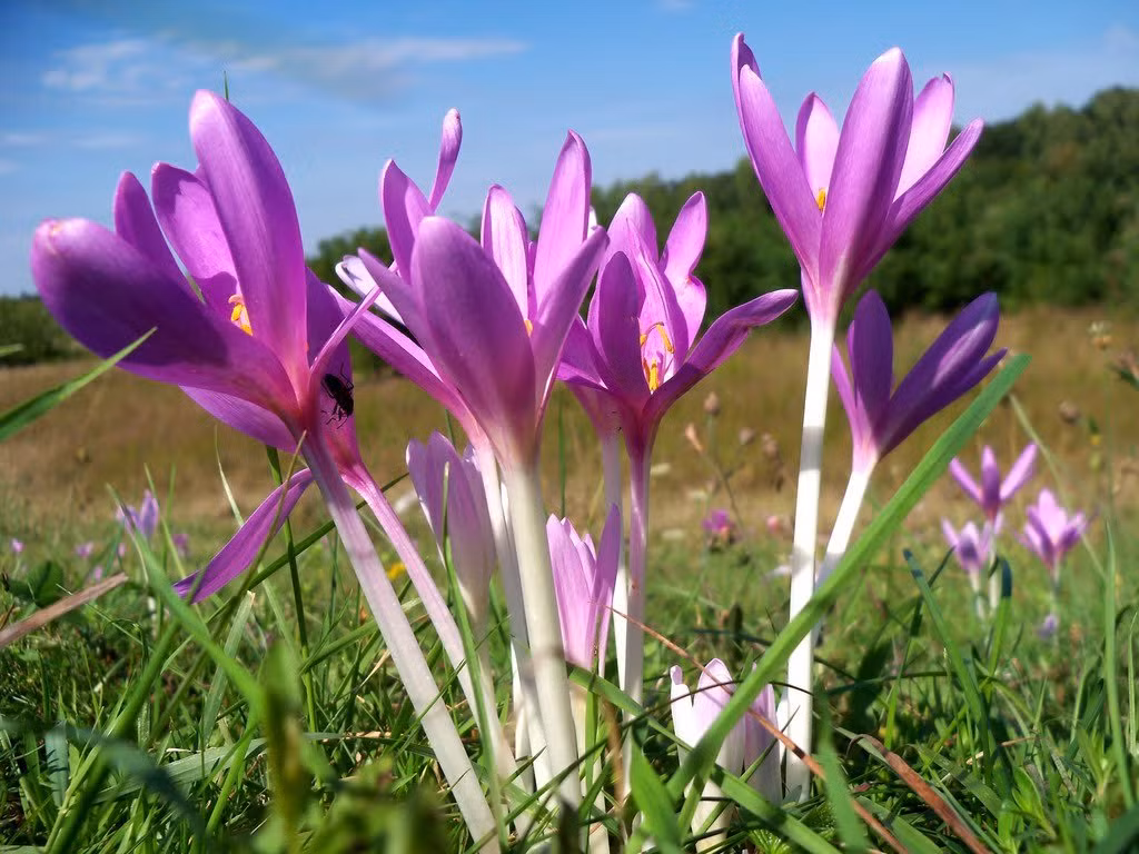 5. Cây bả chó, tên khoa học là Colchicum Autumnale, loài cây này được tìm thấy trên khắp nước Anh, có mặt ở cả châu Âu và New Zealand. Cái tên nói lên tất cả, cây này có hoa cực độc, có thể giết chết người và vật. Độc tố chính trong cây bả chó là colchicum, triệu chứng ngộ độc giống như ngộ độc thạch tín, tác dụng chậm nhưng không có thuốc giải độc, nạn nhân sẽ phải chịu đựng cái chết đau đớn nếu trúng độc. Nguồn: Lolwot