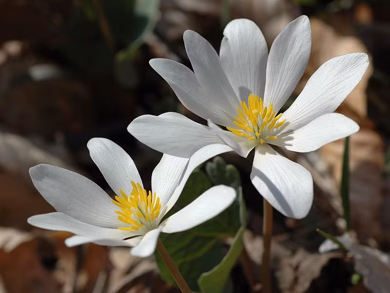 8. Sanguinaria Canadensis, còn được gọi là rễ máu, mọc khắp Bắc Mỹ. Rễ của loài cây này có màu đỏ, thường được dùng như một loại thuốc nhuộm của người Mỹ bản địa. Tuy nhiên, chất độc trong loài cây này có thể gây sảy thai, nếu liều lượng cao, có thể khiến nạn nhân hôn mê không thể tỉnh lại. Nguồn: Lolwot