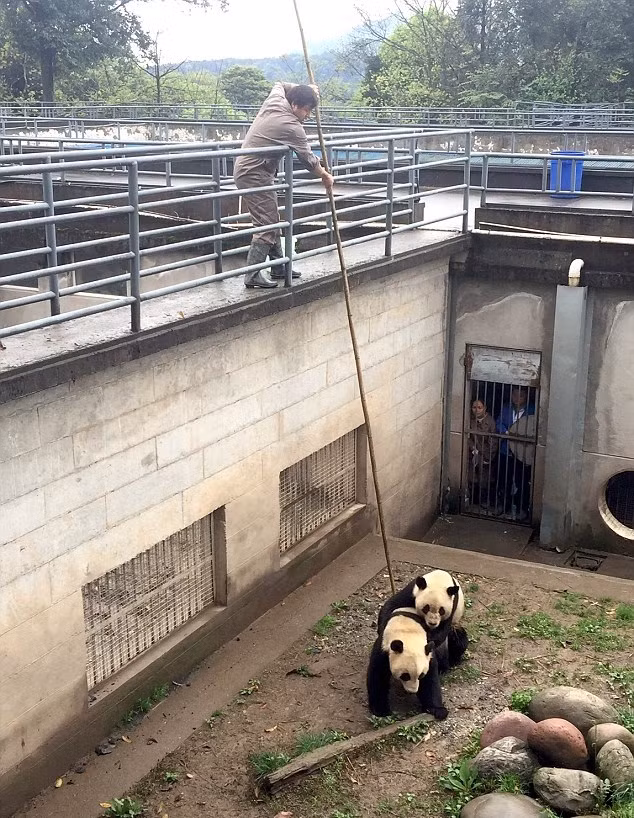 Su Shan là một cô gấu trúc khổng lồ mới được 5 tuổi nhưng đã không mấy hứng thú với chuyện ân ái. Lo sợ cô gấu trúc lãnh cảm sẽ không thể giao phối tự nhiên và mang thai, những nhân viên ở đây đã dùng một chiếc gậy dài, gắn một quả táo, liên tục chạm vào đuôi của Su Shan để kích thích ham muốn của cô nàng. (Theo Dailymail)