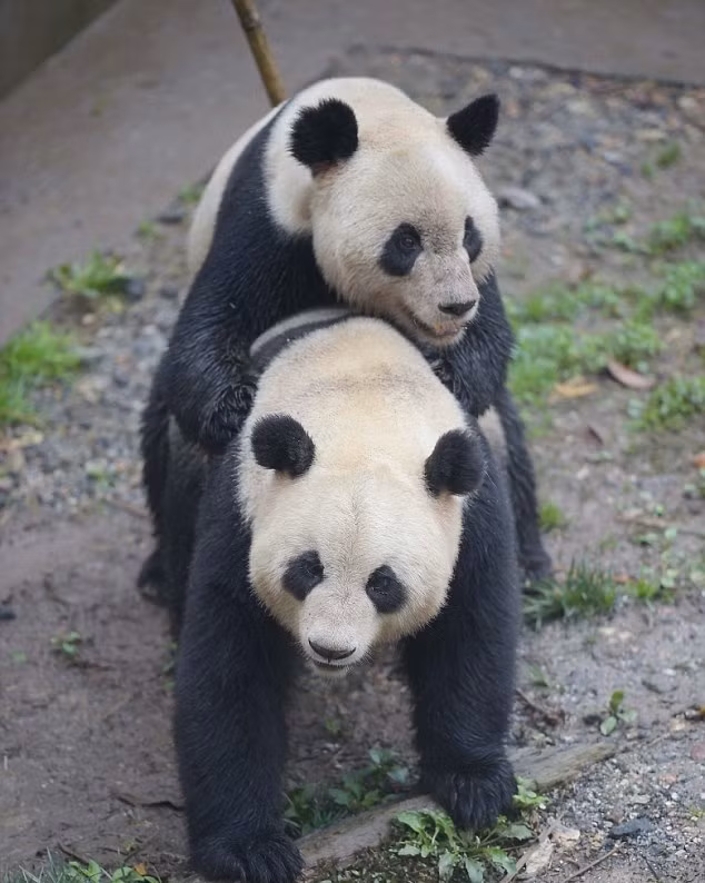 Sau khi đổi bạn tình già hơn, Yang Yang, chú gấu trúc 17 tuổi có kinh nghiệm đầy người, Su Shan cuối cùng đã chấp nhận. (Theo Dailymail)