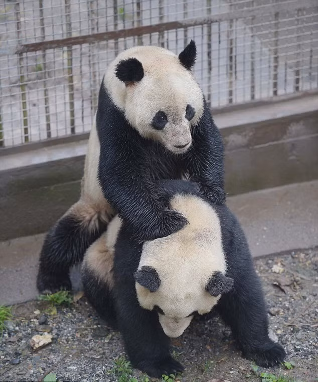 Thông thường vào mùa xuân từ khoảng tháng Ba đến tháng Năm hàng năm là mùa gấu trúc động dục. Tuy nhiên ở một cơ sở chăm sóc, nghiên cứu, nuôi dưỡng gấu trúc khổng lồ ở Tứ Xuyên, Trung Quốc, những nhân viên ở đây đã phải sử dụng một kỹ thuật kỳ lạ để kích thích một cô gấu trúc trẻ ham muốn giao phối. (Theo Dailymail)
