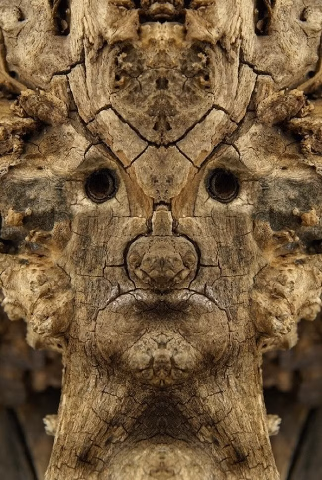 Bất cứ ai nhìn vào những hình ảnh này đều có cảm giác đang được tiếp xúc với những yêu quái cây ngàn năm trong truyện cổ tích. (Theo Boredom)