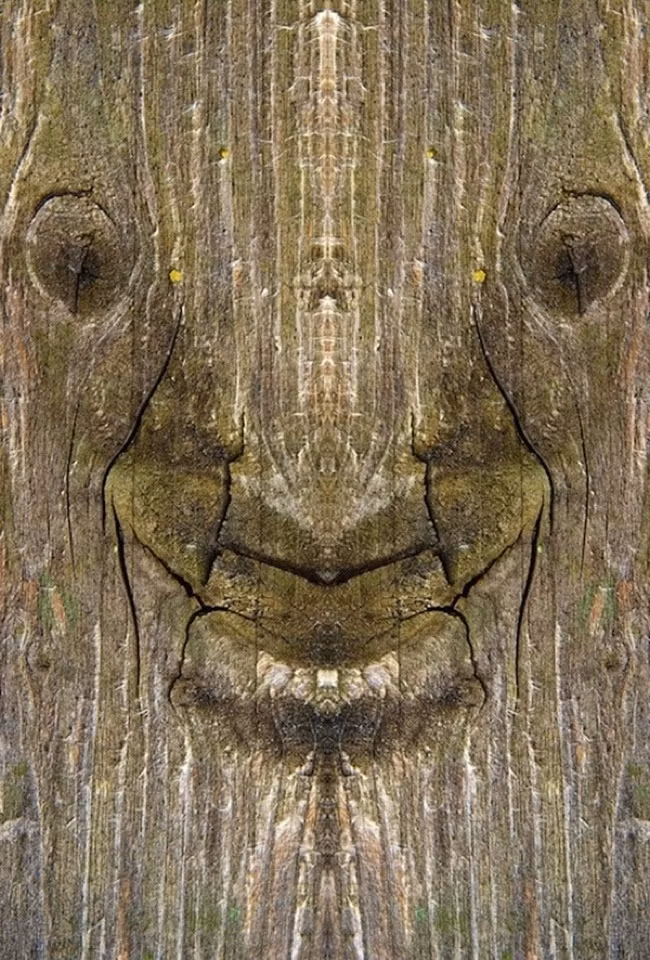 Mỗi một khuôn mặt trên những thân cây đều có biểu hiện khuôn mặt khác nhau. (Theo Boredom)