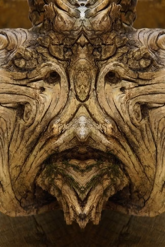 Khuôn mặt một quái cây rùng rợn như trong truyện cổ tích. (Theo Boredom)