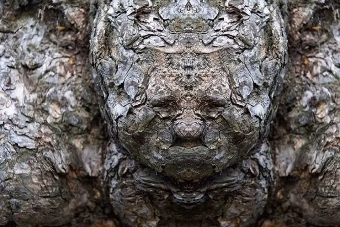 Xem thêm một số hình ảnh khác về những khuôn mặt muôn hình vạn trạng của mộc tinh mà nhiếp ảnh gia Elido Turco chụp được. (Theo Boredom)