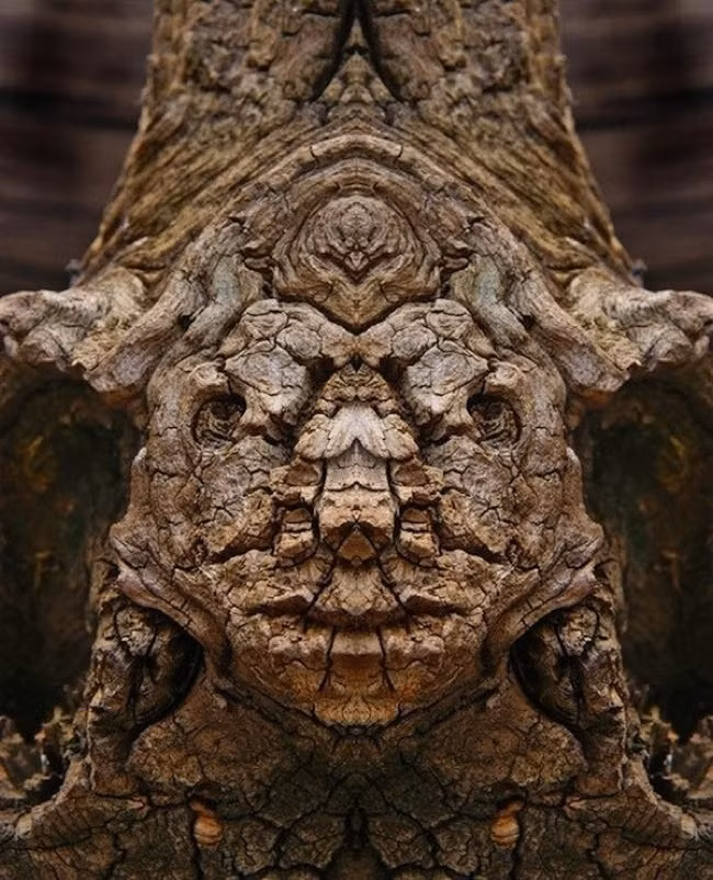 Nghệ sĩ người Iatalia, Elido Turco đã xóa mờ đi ranh giới giữa ảo và thật, khiến người xem ấn tượng tuyệt đối bởi những quái cây đáng sợ mà mình chụp được trong thiên nhiên. (Theo Boredom)