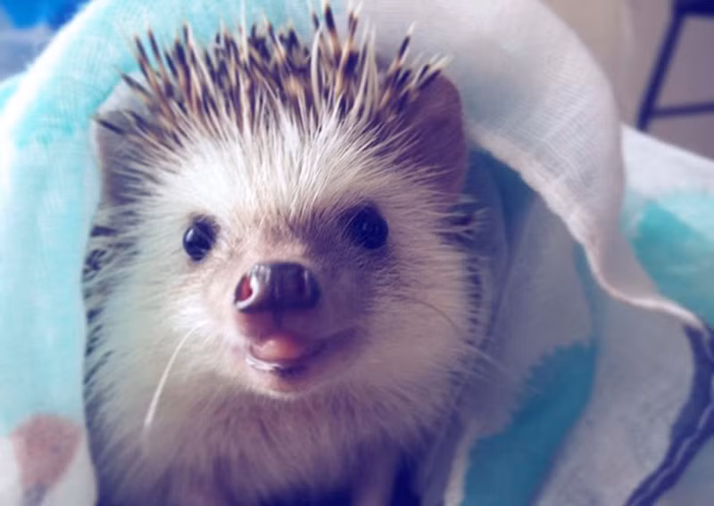 Huff rất thích ngủ trong chiếc áo cũ của cô chủ Carolyn và hiện tại đã coi chiếc áo như là của mình. Carolyn cũng cho biết thêm, việc chia sẻ hình ảnh của Huff không chỉ đem đến sự vui vẻ cho cô mà còn giúp tất cả mọi người mỉm cười mỗi ngày. Nguồn: Sina