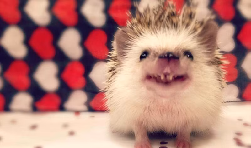 Tuy bị gọi là nhím ma cà rồng nhưng thực sự Huff rất đáng yêu, khi chú ta vui vẻ cười khoe răng nanh, tất cả mọi người đều bị "đốn gục" bởi vẻ dễ thương của Huff. Nguồn: Sina