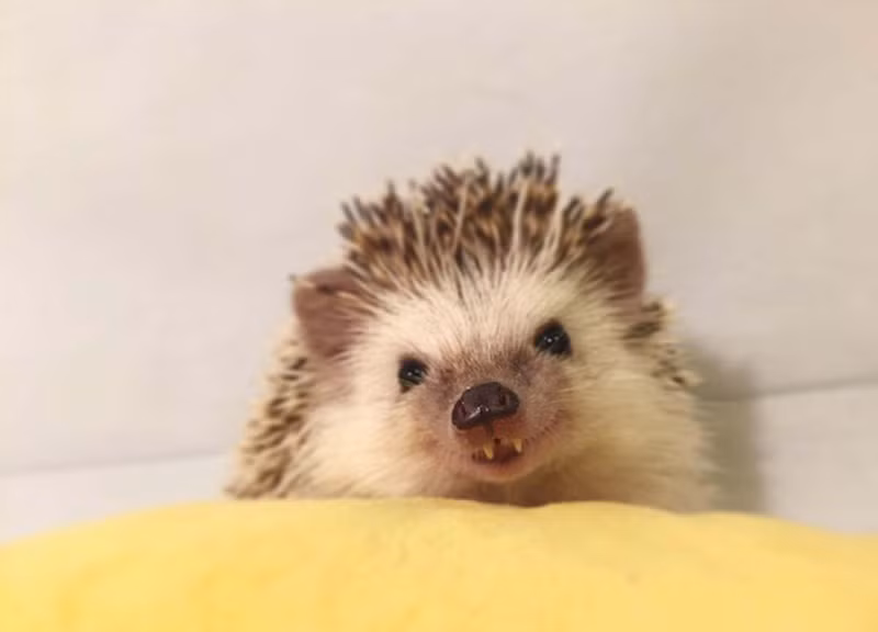 Huff thuộc loài nhím gai lùn châu Phi, hiện đang sống cùng chủ nhân Carolyn ở Utah, Mỹ. Mặc dù có hai chiếc răng năng vô cùng đặc biệt nhưng Huff đặc biệt hay cười. Nguồn: Sina
