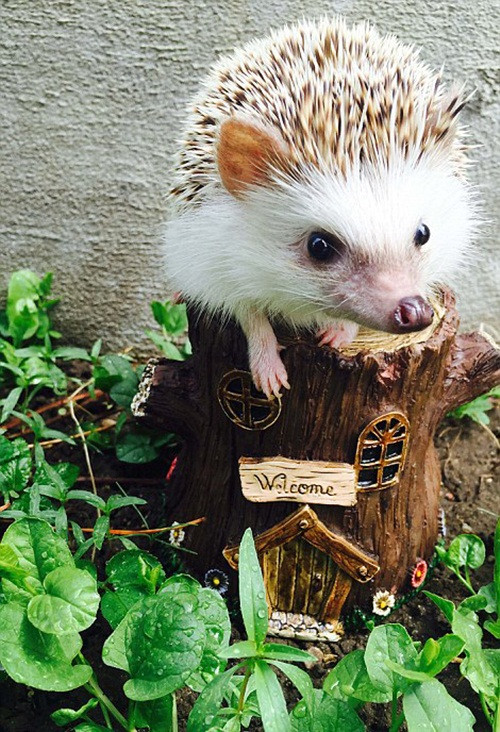 Thi thoảng, Huff cũng được Carolyn cho đi dạo chơi trong công viên, nơi mà chú ta có thể tự đi kiếm mồi. Nguồn: Sina