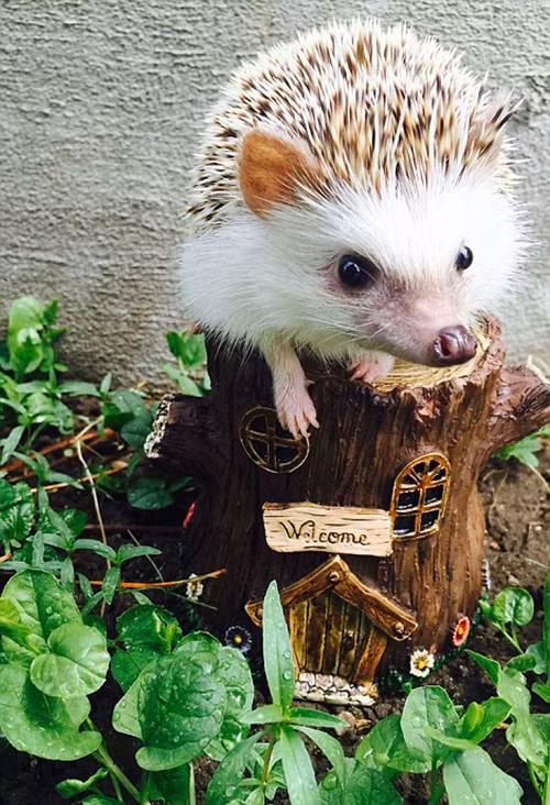 Thi thoảng, Huff cũng được Carolyn cho đi dạo chơi trong công viên, nơi mà chú ta có thể tự đi kiếm mồi. Nguồn: Sina