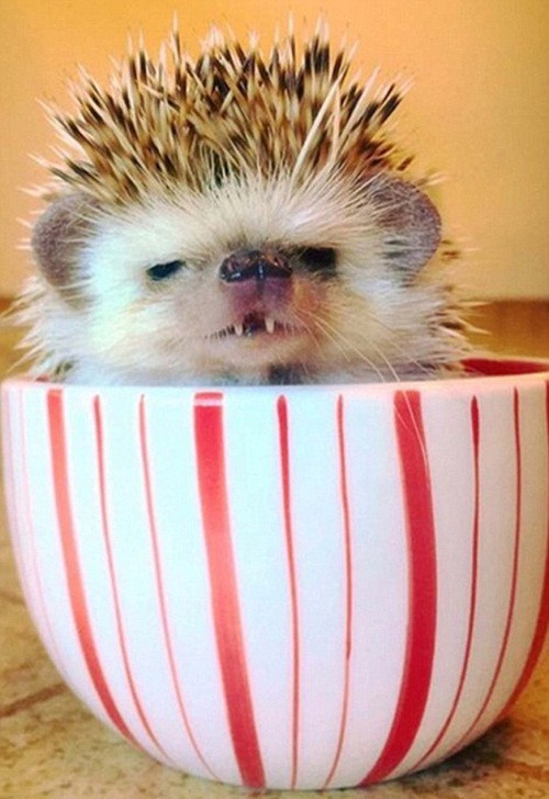 Huff trở nên nổi tiếng khi Carolyn, cô chủ của mình ghi lại những hình ảnh chú nhím lùn cười tươi và đăng tải trên mạng xã hội Instagram. Carolyn cũng lập cho Huff một tài khoản cá nhân riêng, dùng để cập nhật hình ảnh hàng ngày của Huff. Nguồn: Sina