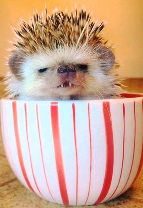 Huff trở nên nổi tiếng khi Carolyn, cô chủ của mình ghi lại những hình ảnh chú nhím lùn cười tươi và đăng tải trên mạng xã hội Instagram. Carolyn cũng lập cho Huff một tài khoản cá nhân riêng, dùng để cập nhật hình ảnh hàng ngày của Huff. Nguồn: Sina