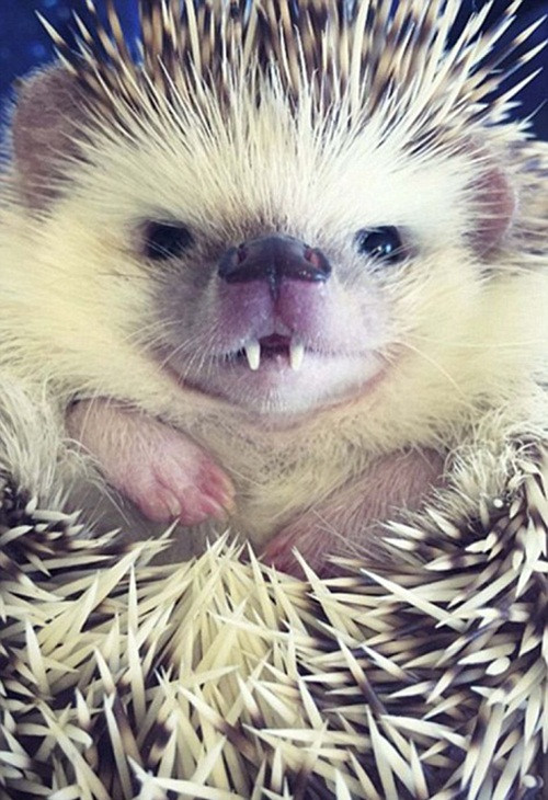 "Tôi luôn luôn nghĩ rằng nhím gai dễ thương nhưng thực sự chưa bao giờ nhìn thấy một con nhím gai ngoài đời. Khi tôi đang xem xét những vật nuôi bán trong khu vực, tôi đã nhìn thấy khuôn mặt nhăn nhó đáng yêu của Huff và từ giây phút đó, tôi biết rằng mình không thể cưỡng lại sự đáng yêu này", Carolyn chia sẻ. Nguồn: Sina